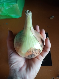 ЛУК ИЗ СЕМЯН 2023-2025