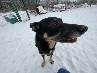 Собачья тема