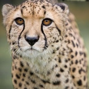 Гепард: скорость, интеллект и выживание в дикой природе