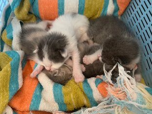 Котята из коробки