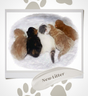 Котята моего питомника 