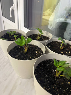 Клубника в квартире, эксперимент. 