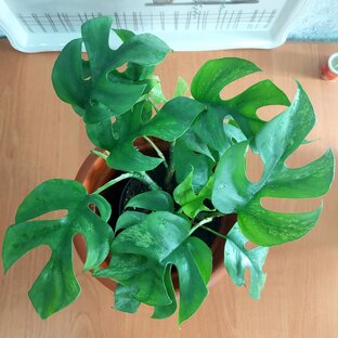 Рафидофора🌿Комнатные растения