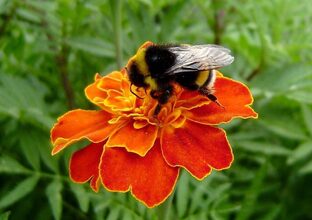 Цветы от А до Я. Однолетники.