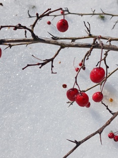 Зима на Кубани