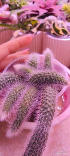 Кактус Хильдавинтера Калодеманонис или обезьяний хвост