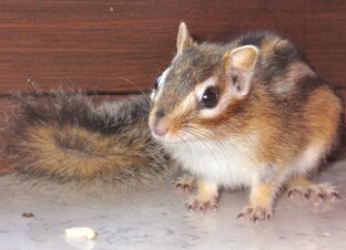 Млекопитающие на суше