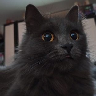 🐾📚 Мышка между страниц