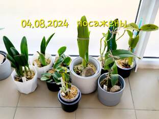 Каттлеи от Ларисы П.