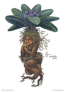 Магия растений