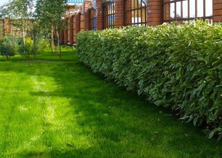 Садовые хитрости