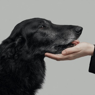 Про электроошейник и другую не гуманную дрессировку