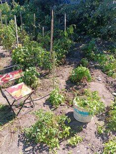 Сад, огород.