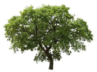 Tree0125