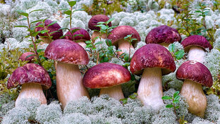 Сбор грибов и ягод