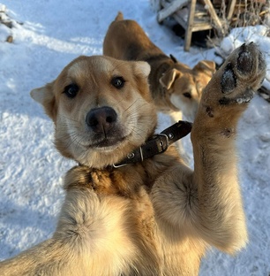 О питомцах.