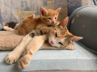 Глаша и её котята Лучик, Василёк и Стёпа