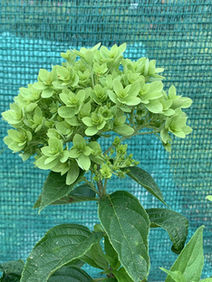 Мечта Лесково . Метельчатая гортензия. 