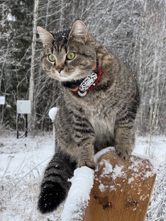 Для котиков