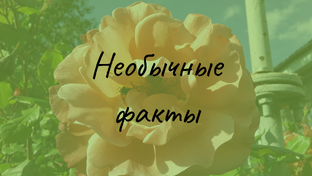 Необычные факты