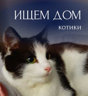 Ищем дом котикам