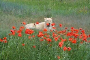 СКАЗКА О БЕЛОЙ ЛЬВИЦЕ