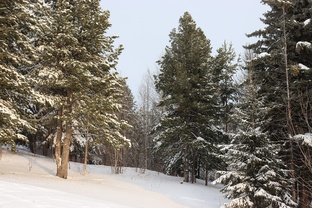 Энциклопедия семейного сада