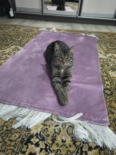 Мои котики
