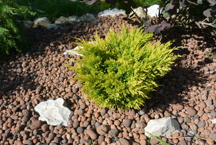 Можжевельники и тисы