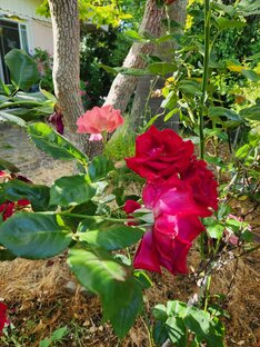 Вероника Чепурина