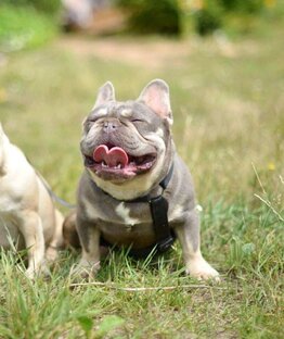 Собаки нашего питомника ! 