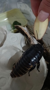 Мадагаскарские тараканы