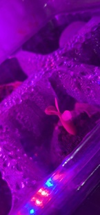 Сериал на подоконнике 