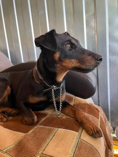 Умка Ума. Ягдтерьер