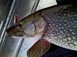 Твичинг щуки