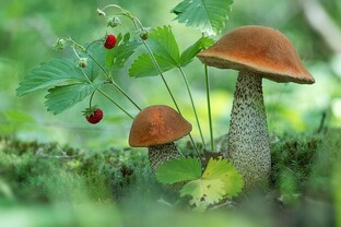 Дары природы