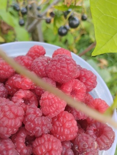 Удачи у дачи