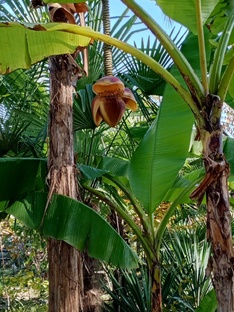 Выжить в Абхазии без денег