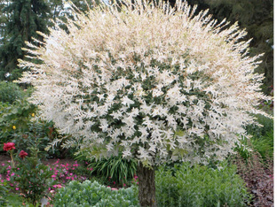 Все о Ивах и их разновидностях