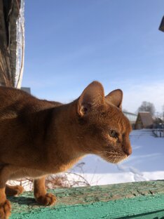 Мой любимый котик Феникс и его жизнь
