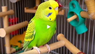 Мини-попугайчики :)