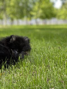 А давай купим собачку!