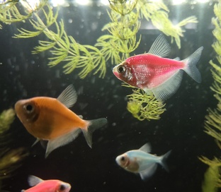 Аквариумные рыбки