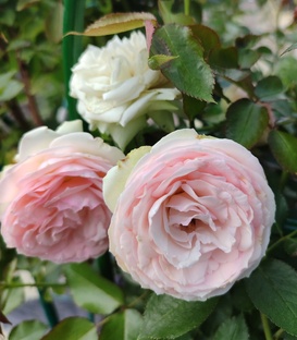 Цветочный рай на даче.