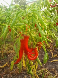 Кулинарные рецепты