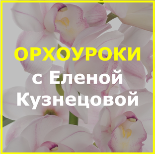 ОРХОуроки с Еленой Кузнецовой
