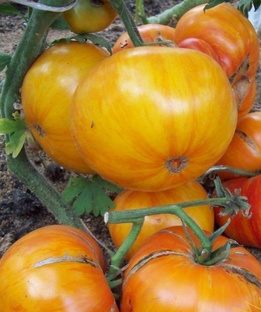 Томаты в солнечной гамме