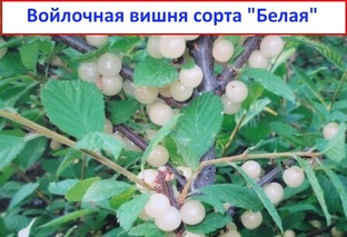 О садоводстве