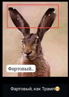 везунчик