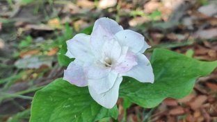 Разные луковичные